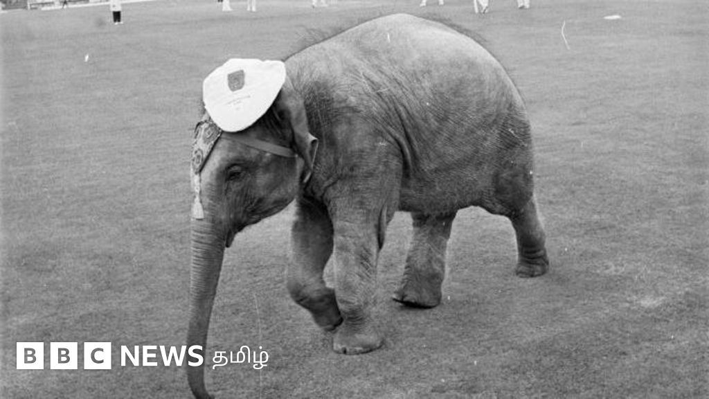 டெஸ்ட் கிரிக்கெட்: வெற்றியை கொண்டாட ஓவல் மைதானத்துக்கு யானையை கொண்டு வந்த இந்திய மக்கள்