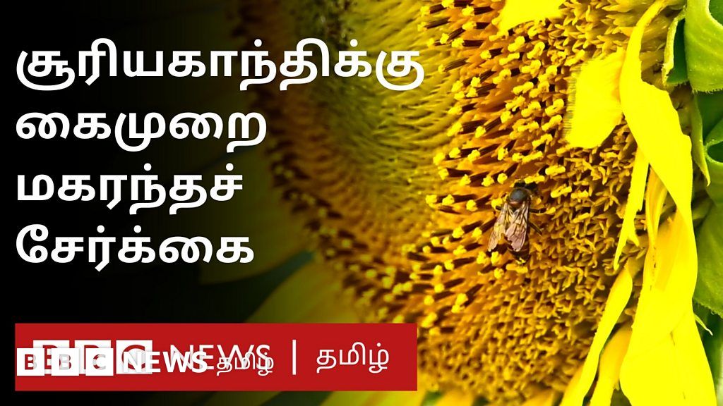 தேனீக்களின் எண்ணிக்கை குறைவால் சூரியகாந்திக்கு கைமுறை மகரந்த சேர்க்கை