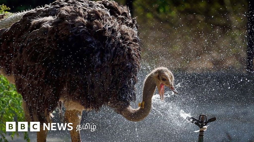 வாயில் ரத்தம் வடிய விழுந்து இறந்த 10 நெருப்புக் கோழிகள்: என்ன நடக்கிறது வண்டலூரில்?
