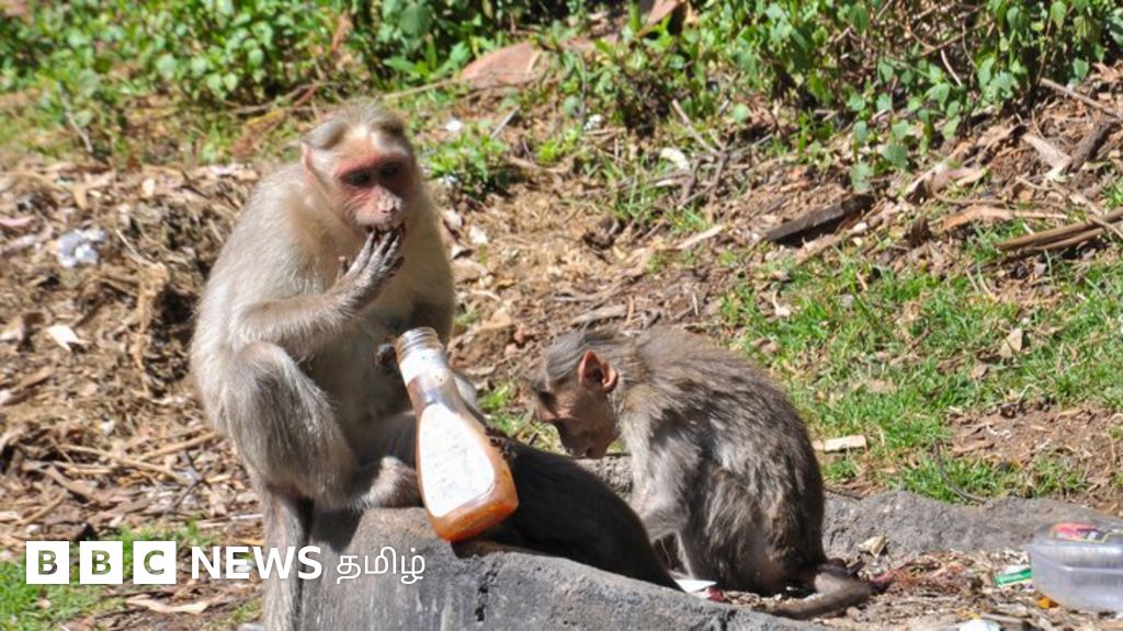 உயிர் பலி வாங்கும் கொடைக்கானல் காப்புக்காடுகள் - அதிர்ச்சியூட்டும் கள நிலவரம்