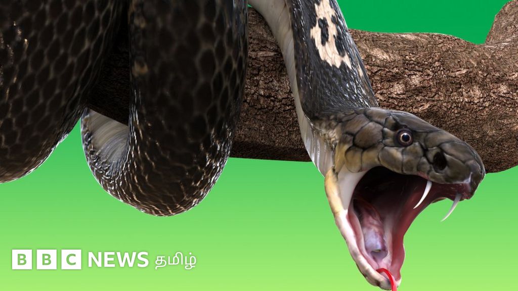 பாம்பு கடித்தால் என்ன செய்ய வேண்டும்? பாம்புகள் பழிவாங்குமா?