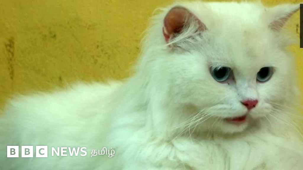 கர்ப்பமாக இருக்கும் பூனைகளுக்கு வளைகாப்பு - கோயம்புத்தூர் சுவாரசியம்