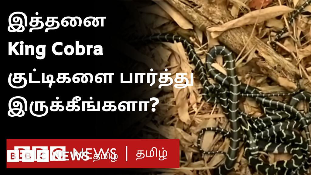 ஒரே இடத்தில் 25 ராஜ நாகப் பாம்புக் குட்டிகள்