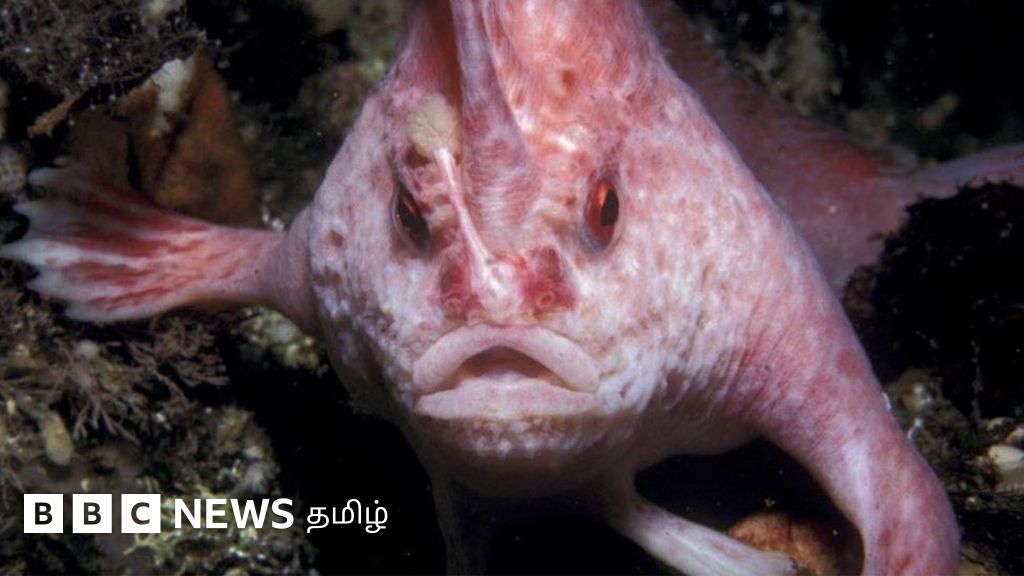 ஆஸ்திரேலியாவில் 22 ஆண்டுகளுக்குப் பின் மீண்டும் காணப்பட்ட அரிய 'நடக்கும் மீன்'
