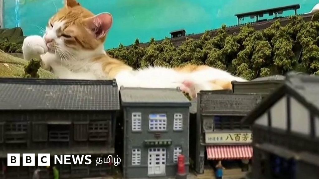 ஜப்பானில் பூனைகளும் ரயில் பொம்மைகளும் காப்பாற்றிய உணவகம்!