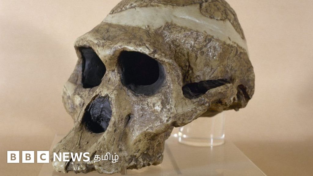 மனிதகுல தோன்றல் நிகழ்ந்தது எப்போது? - புதிய வெளிச்சம் பாய்ச்சிய ஆராய்ச்சி