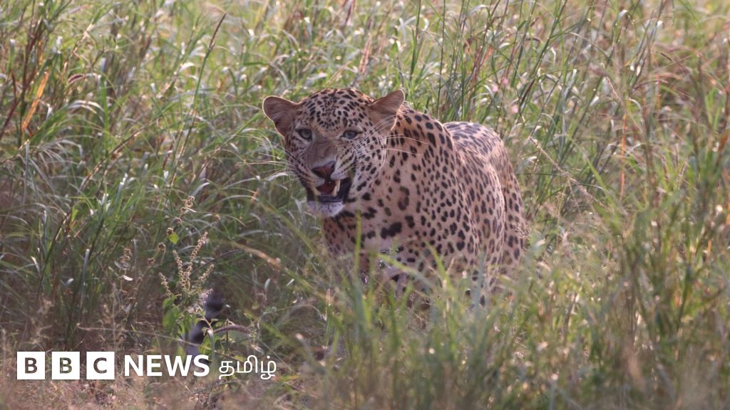 மயிலாடுதுறையில் நடமாடிய சிறுத்தை அரியலூருக்கு வந்துவிட்டதா? எப்படி சாத்தியமாகும்?