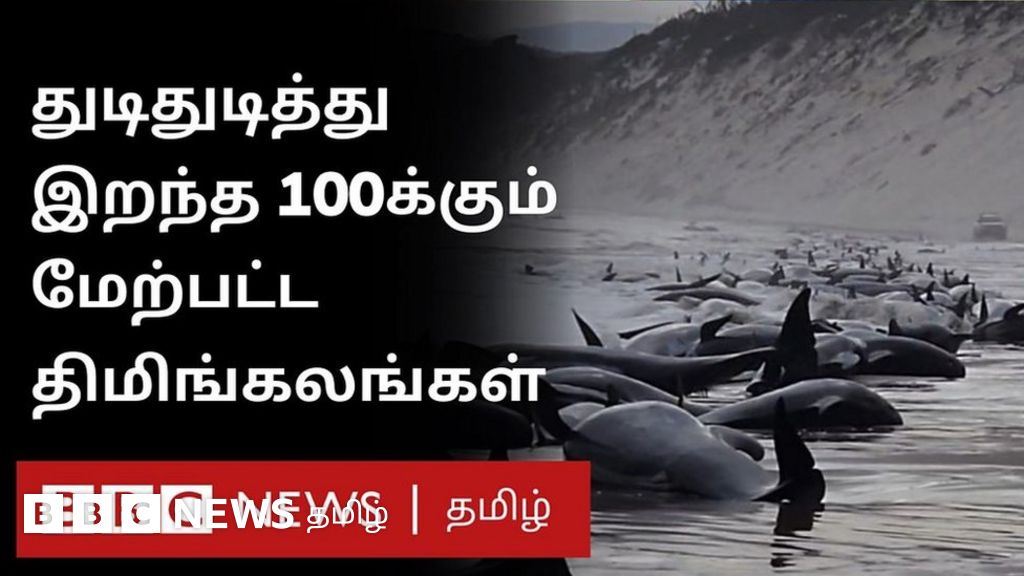 ஆஸ்திரேலியாவில் கரை ஒதுங்கிய நூற்றுக்கணக்கான திமிங்கலங்கள்