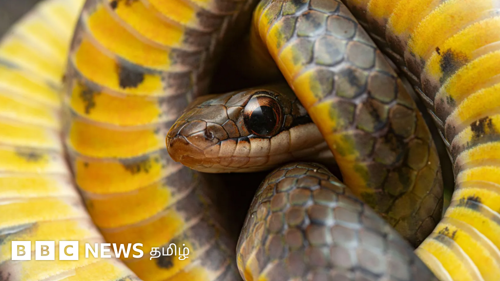 பல நாள் பட்டினிக்கு பிறகு கொடிய விஷ தவளையை உண்ட பாம்புகள் உயிர் தப்பியது எப்படி?