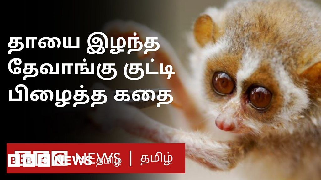 அடிபட்டு இறந்த தாய் தேவாங்கு; குட்டி பிழைத்தது எப்படி? வீடியோ காட்சி
