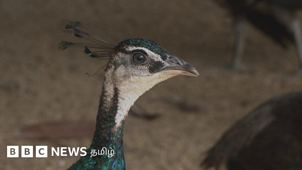 வங்கதேசத்தில் பொழுதுபோக்காகத் தொடங்கி, வருவாய் ஆதாரமான மயில் பண்ணை