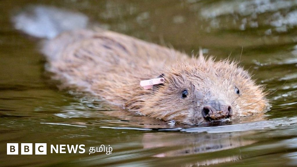 பீவர் மறுஅறிமுகத்தால் வெள்ள அபாயங்கள் குறையலாம் - விலங்குகள் நல அமைப்பு