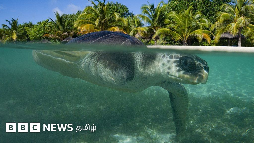 மாலத்தீவு டூ ஸ்காட்லாந்து: புதிய வாழ்வை தொடங்க 8,000 கி.மீ கடந்து வந்த கடல் ஆமை