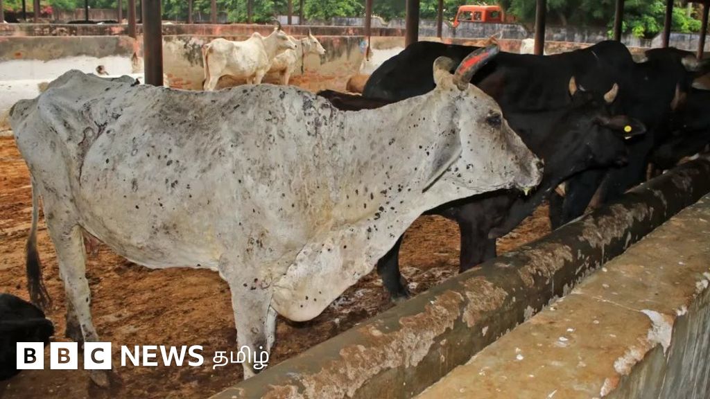 லம்பி வைரஸ்: பசும்பால் குடிப்பதால் மனிதர்களுக்கு தொற்று பரவுமா? உண்மை என்ன?