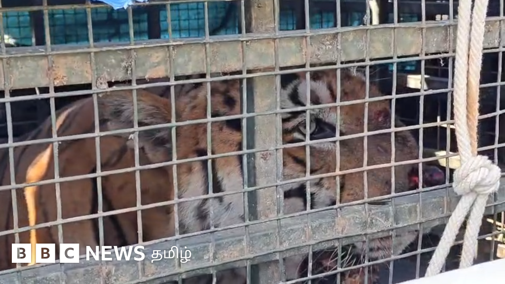 முதுமலையில் சிக்கிய புலி வேட்டைத் திறனை இழந்துவிட்டதா? என்ன நடந்தது?