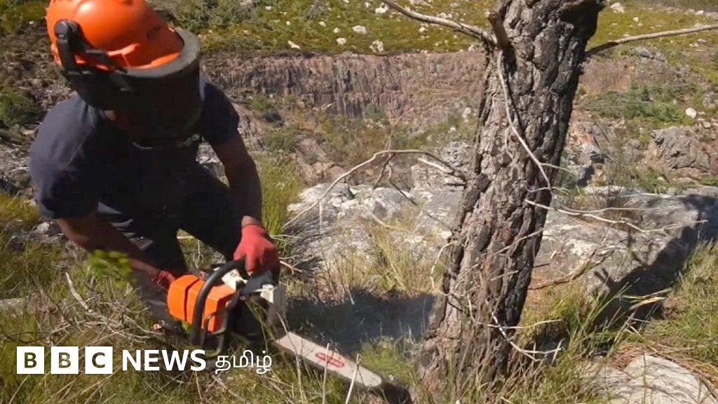 தண்ணீர் பஞ்சம்: நீர் நெருக்கடியை சமாளிக்க தென் ஆப்பிரிக்காவில் மரங்களை வெட்டுவது ஏன்? சுற்றுச்சூழல் ஆர்வலர்கள் சொல்வதென்ன?