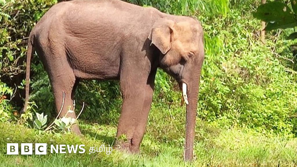 தமிழக, கேரள எல்லையில் ஒற்றை யானை - வனத்துறைகள் குழம்புவது ஏன்?