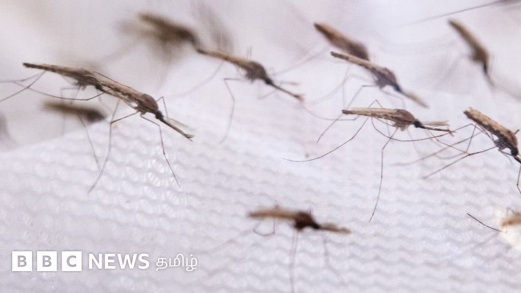 மலேரியா கொசு: மரபணு மாற்று முறை மூலம் மலேரியாவைக் கட்டுப்படுத்த முடியுமா?