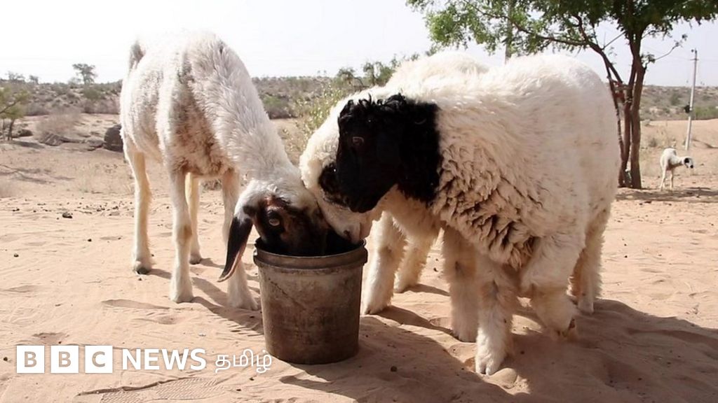 தண்ணீருக்குத் தவிக்கும் ராஜஸ்தான் மாநிலம் பார்மரின் கதை