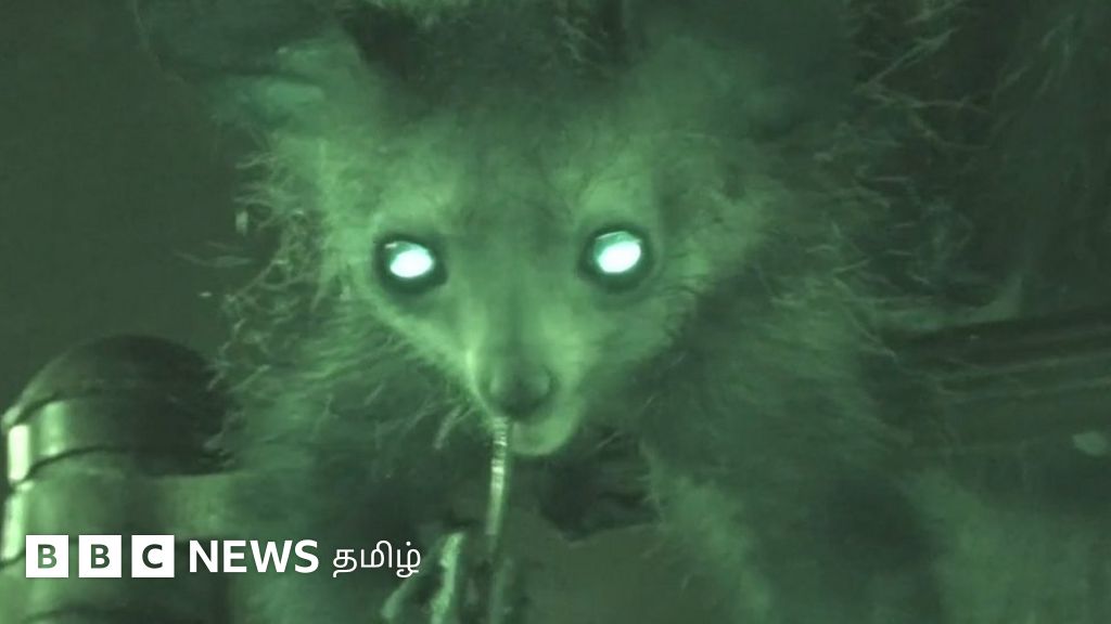 விரலால் மூக்கை நோண்டும் விலங்கு - மனிதர்கள் புதிருக்கு விடை கிடைக்குமா?