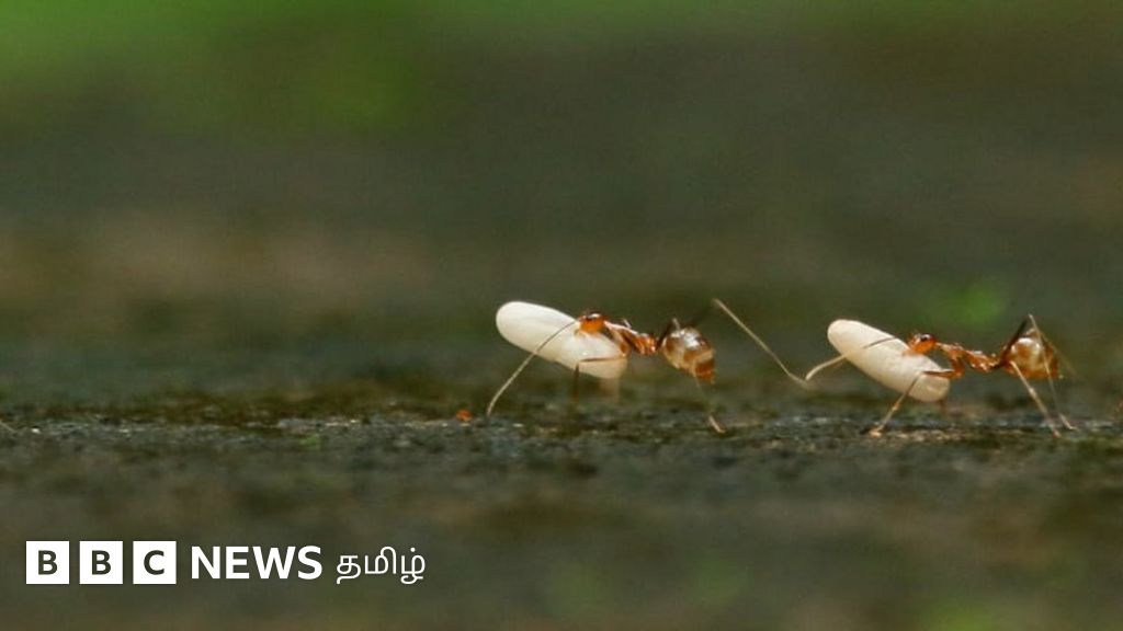 கால்நடைகளின் கண்களை குறி வைக்கும் எறும்புகள்: அச்சத்தில் திணறும் திண்டுக்கல் கிராமம் - கள ஆய்வு