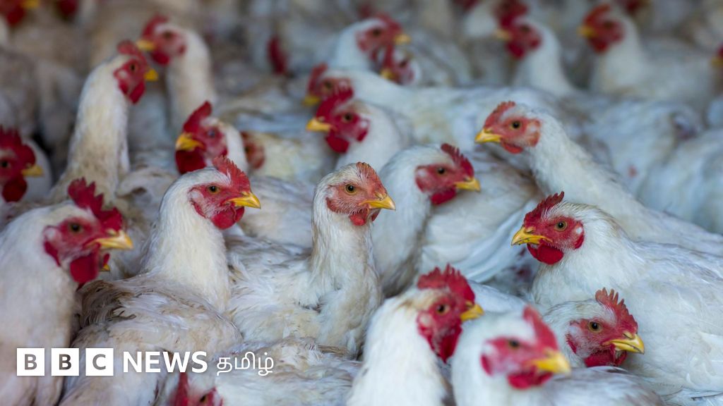 பறவைக் காய்ச்சல் பயம் இன்றி சிக்கன் சாப்பிடுவது எப்படி? - பின்பற்ற வேண்டிய முக்கிய வழிமுறைகள் என்ன