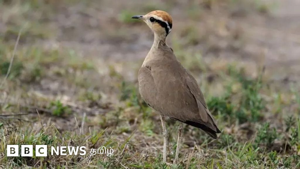 ஒரு கையளவே உள்ள இந்த சிறு பறவையை ஆந்திர அரசு பல கோடி ரூபாய் செலவிட்டு 40 ஆண்டுகளாக தேடுவது ஏன்?