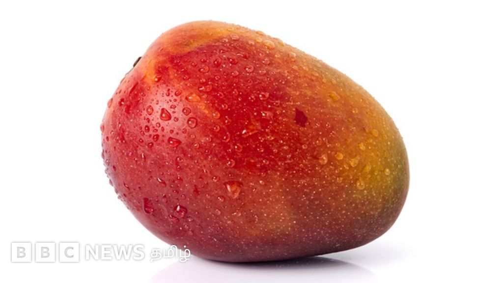 பாகிஸ்தானில் குளிர்காலத்தில் விளையும் மாம்பழங்கள் - எப்படி?