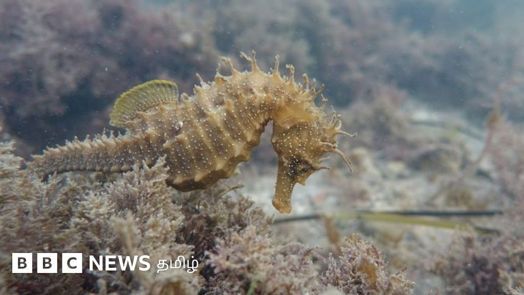 கடல் குதிரையின் ரகசிய வாழ்க்கையை ஆய்வு செய்யும் தந்தை, மகள்