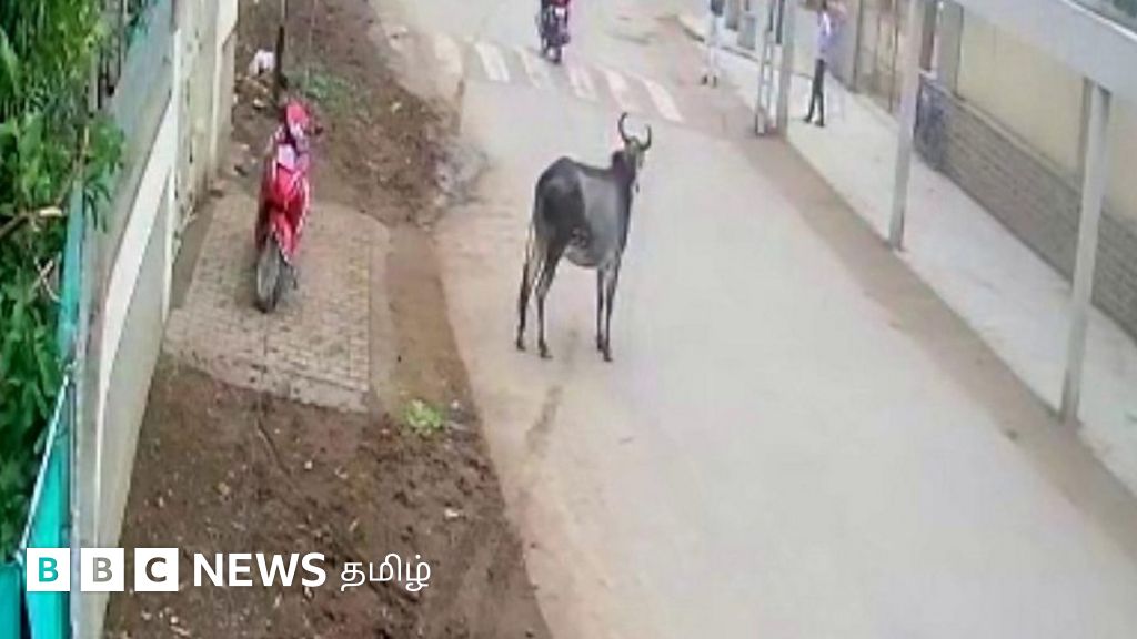 முதியவரைத் தாக்கிய காளை: சிசிடிவியில் பதிவான காட்சி