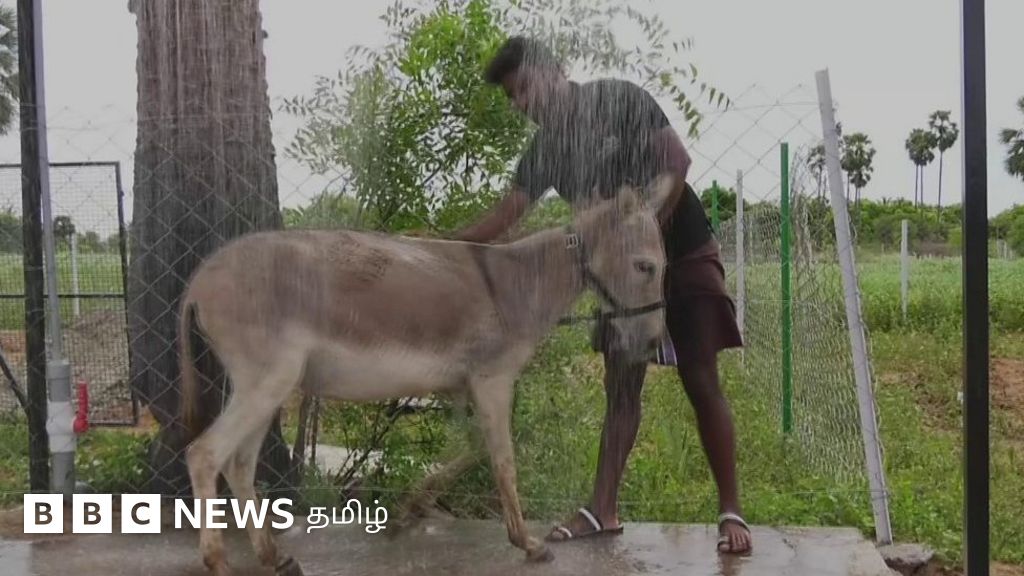 நெல்லையில் அழிந்து வரும் கழுதை இனத்தை மீட்டெடுக்க உருவான கழுதை பண்ணை