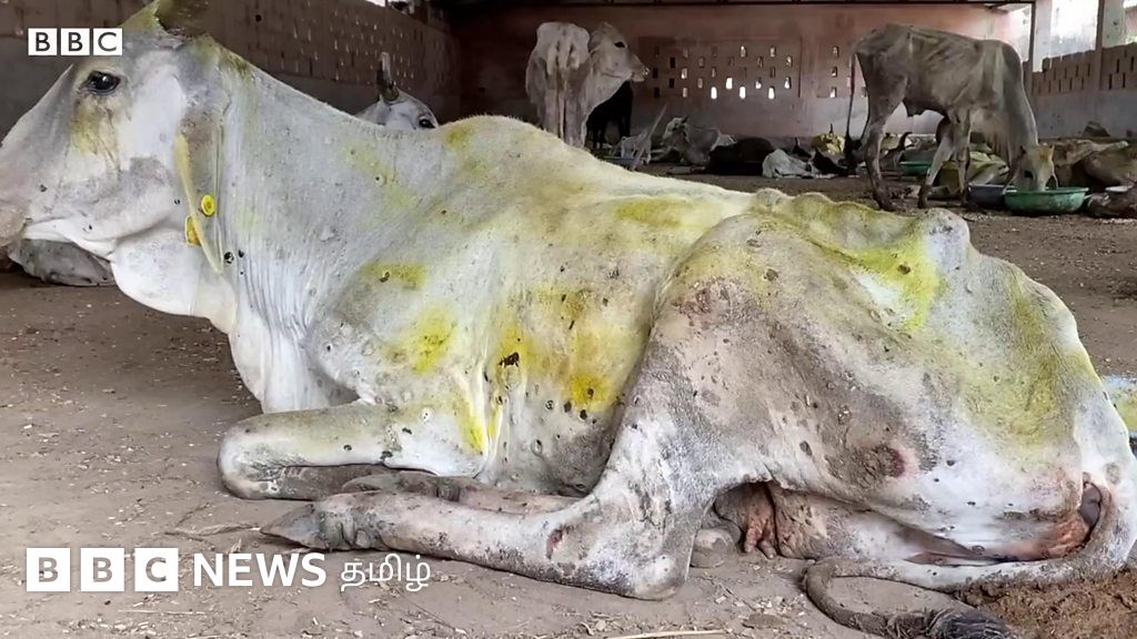 லம்பி வைரஸ்: எப்படி பரவுகிறது? அறிகுறிகள் என்ன?