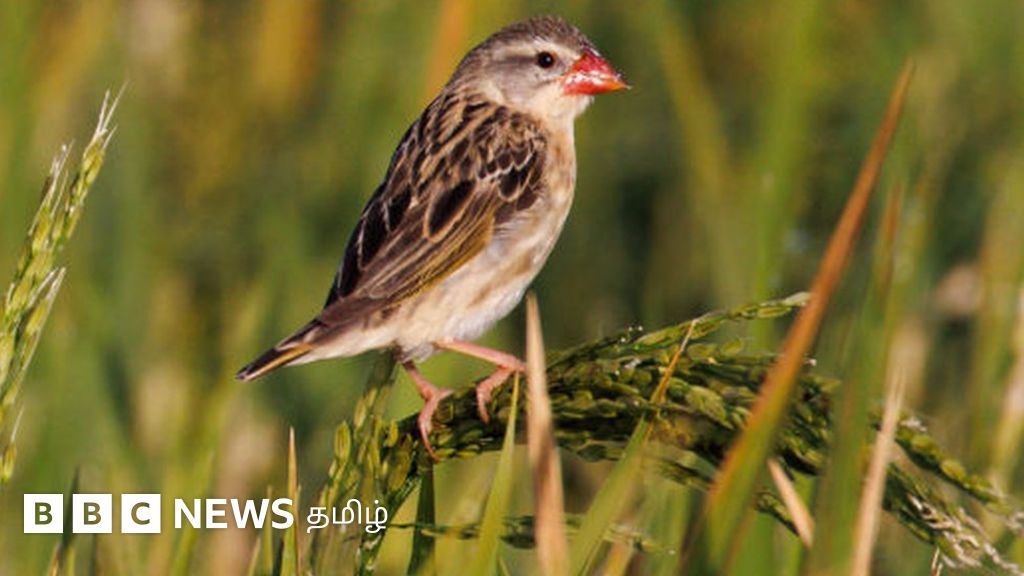 விவசாயிகளை அழ வைக்கும் அழகிய சின்னஞ்சிறு பறவைகள் – என்ன நடக்கிறது?