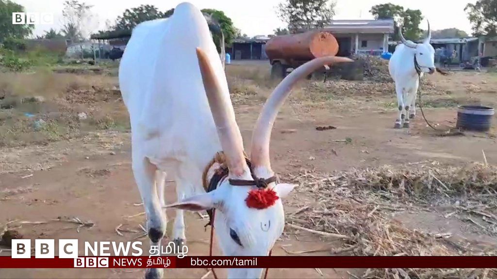 ஹரன்யா சோன்யா காளை ஜோடி - பல லட்சம் கொடுத்தும் விற்க மறுத்த உரிமையாளர்