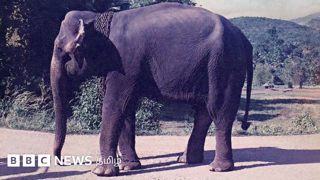 'என்னை வளர்த்த யானையும், அதற்கு நான் பட்ட கடனும்' - இலங்கை வாலிபரின் உணர்ச்சிபூர்வ வாழ்க்கை கதை