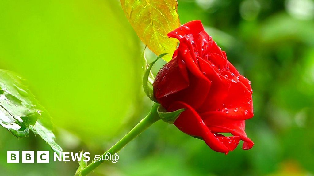 காதலர் தினம்: உலகெங்கும் செல்லும் ஓசூர் ரோஜாக்கள்