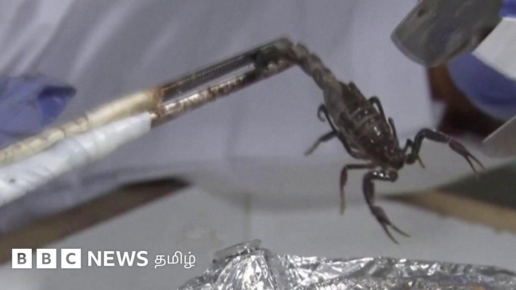 தேளின் விஷத்துக்கு இவ்வளவு விலையா?