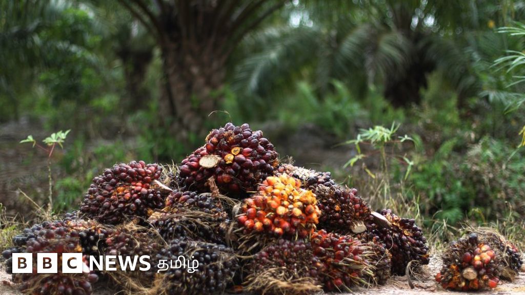 பாமாயில் பருவநிலை மாற்றத்திற்கு காரணமாக இருப்பது எப்படி?