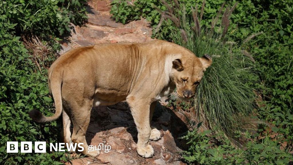 மனிதர்களிடமிருந்து விலங்குகளுக்கும், விலங்குகளிலிருந்து மீண்டும் மனிதர்களுக்கு கொரோனா பரவுகிறதா?