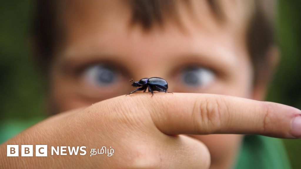 பருவநிலை மாற்றம், அதீத விவசாயம் - வெகுவாக குறைந்து வரும் பூச்சிகள்