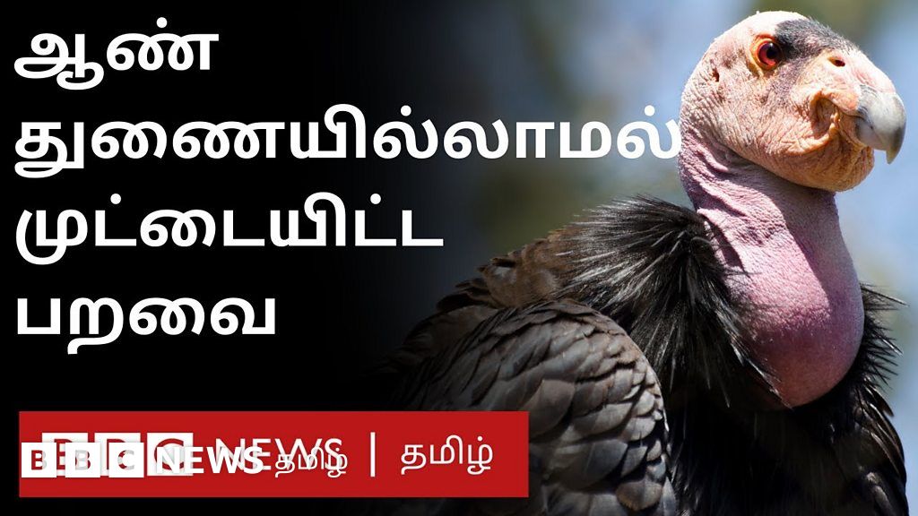 பாலுறவு இல்லாமல், ஆண் மரபணு இல்லாமல் முட்டையிட்டு குஞ்சு பொறித்த அமெரிக்க பறவை