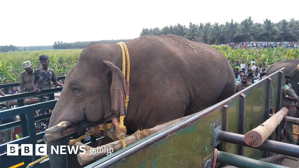 தமிழ்நாடு: 10 ஆண்டுகளில் 128 யானைகள் பலி - பிரச்னையை தீர்க்க 'காடு கடத்தப்படும்' யானைகள்