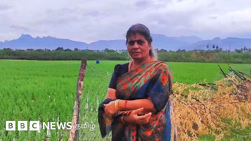 பாரம்பரிய நெல் வகைகளை மீட்கும் திருநெல்வேலி பெண் - காணொளி