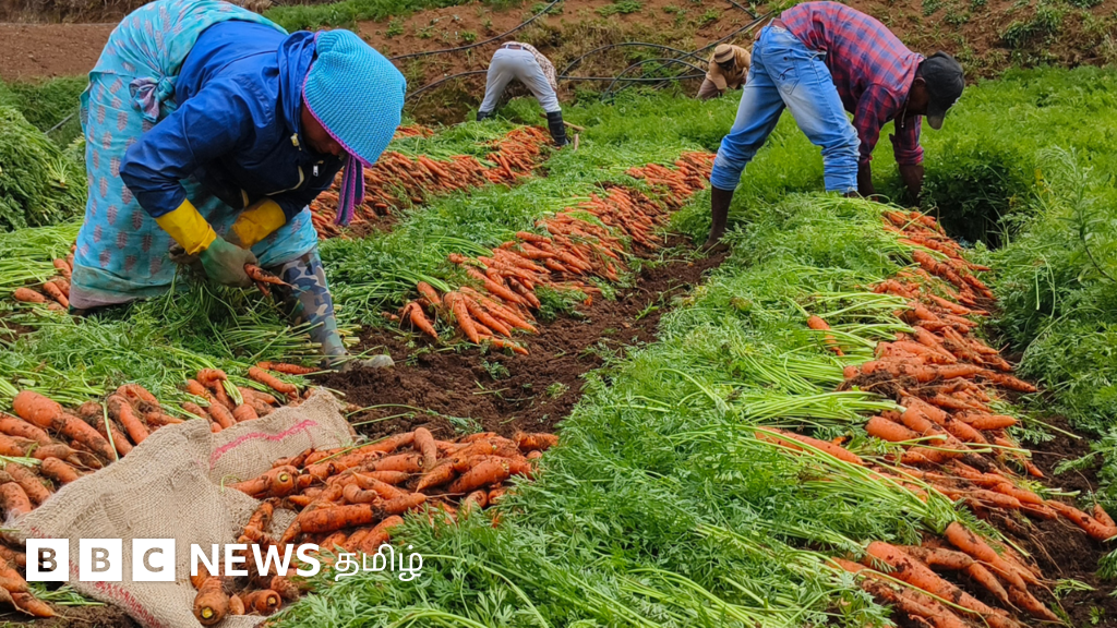 சூடாகும் உதகை: வறண்ட அணைகள், பூமிக்குள் வெடிக்கும் காரட் - பிபிசி கள ஆய்வு