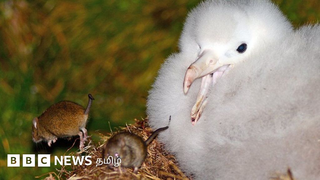 அட்லாண்டிக் தீவில் இருந்து எலிகளை ஒழிக்கும் திட்டம் தோல்வி