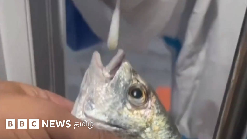 சீனாவில் கொரோனா அதிகரிப்பு: உயிருள்ள மீன்கள், நண்டுகளுக்குப் பரிசோதனை