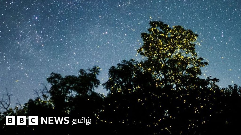 கேரள நெல்லியாம்பதி மலை வனத்தை ஒளிரூட்டும் மின்மினி பூச்சிகள்