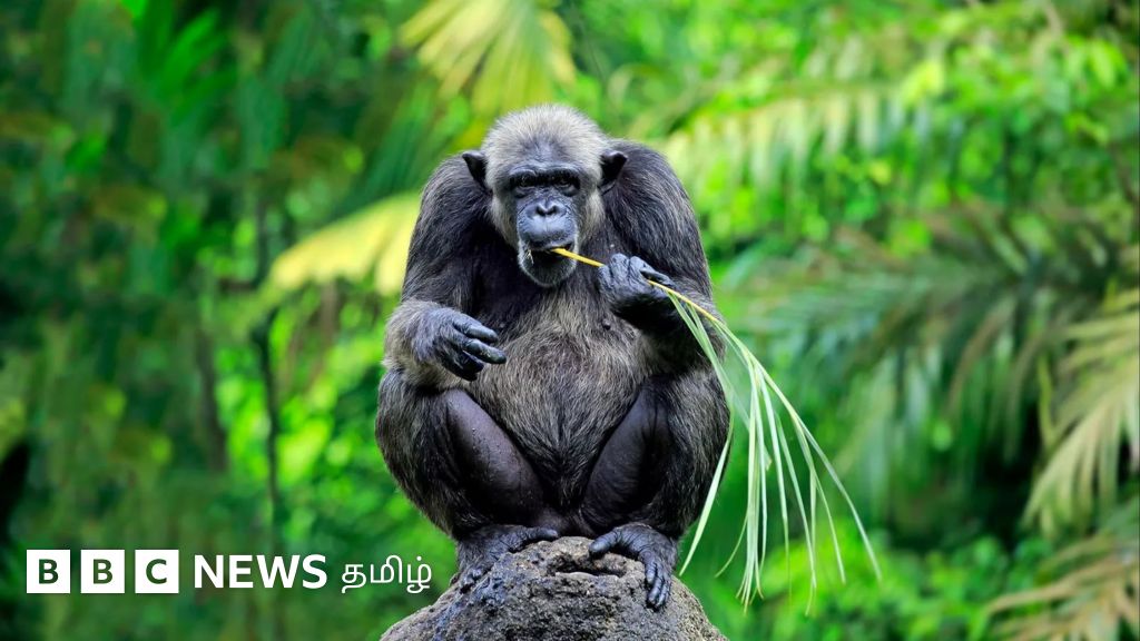 'அந்த விஷயத்தில்' குரங்கும் மனிதனும் ஒன்றுதான் - இதோ ஆதாரம்