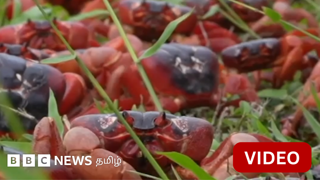 காணொளி: பல லட்சம்  நண்டுகளின் வலசையால் செந்நிறமாக காட்சி தரும் கிறிஸ்துமஸ் தீவு 