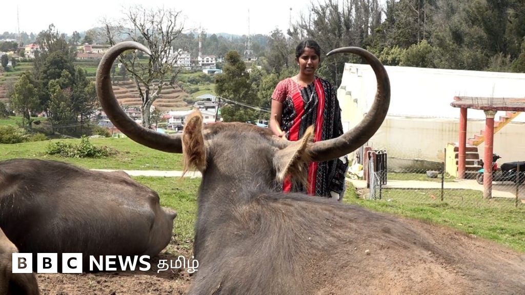 அழிந்துவரும் நிலையில் தோடர் இன எருமைகள்: நீலகிரி பழங்குடிகள் பார்த்த மோசமான சமிக்ஞை என்ன?